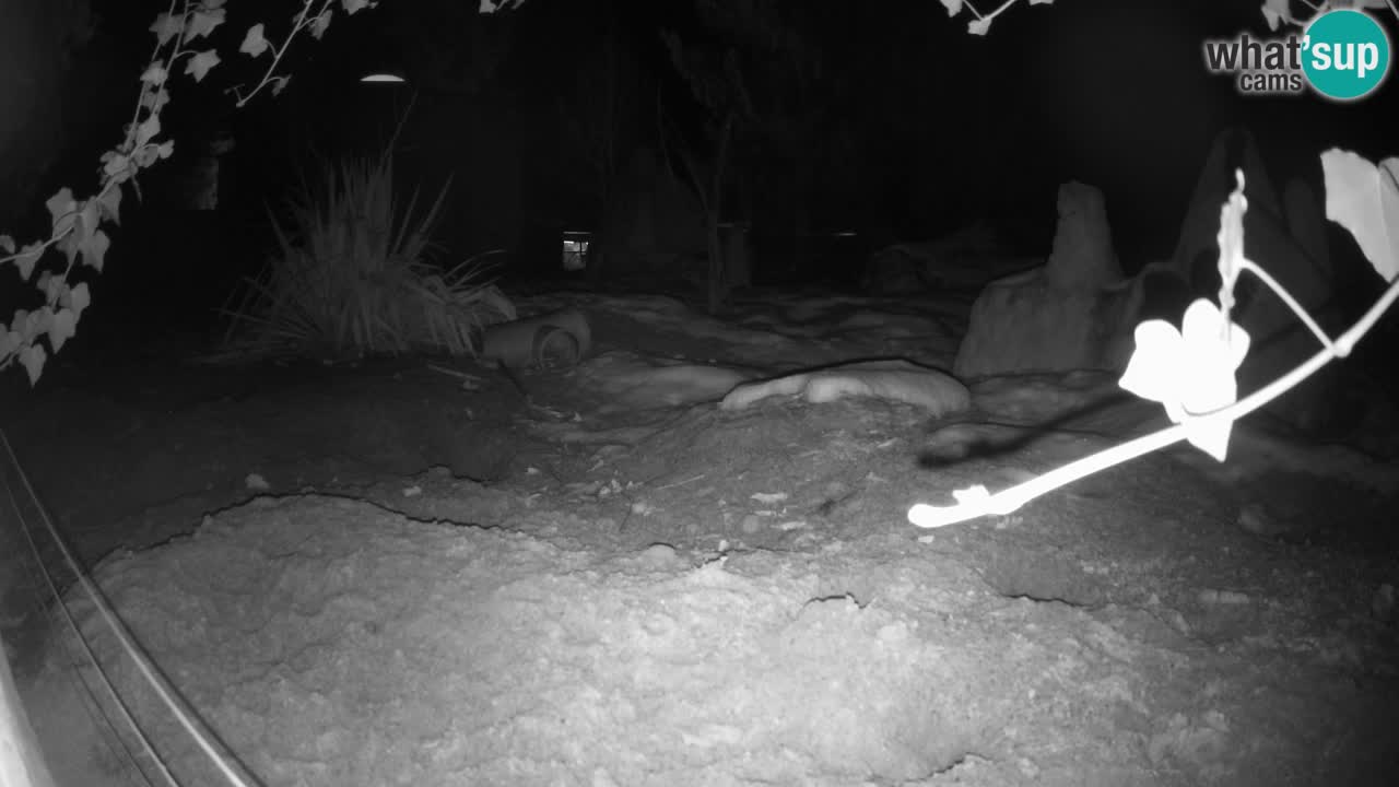 Webcam live Zoo Ljubljana – Suricata