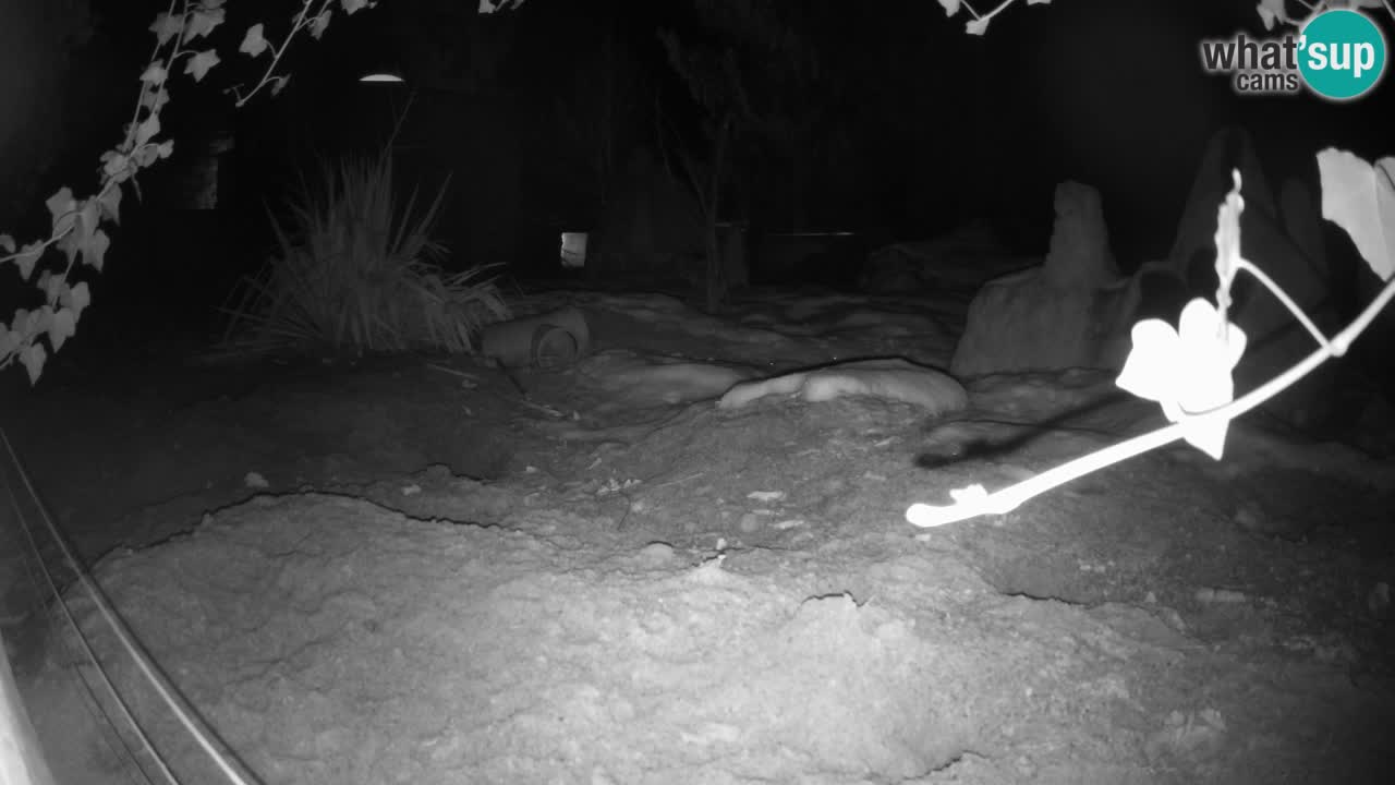 Webcam Zoo Ljubljana – Suricate