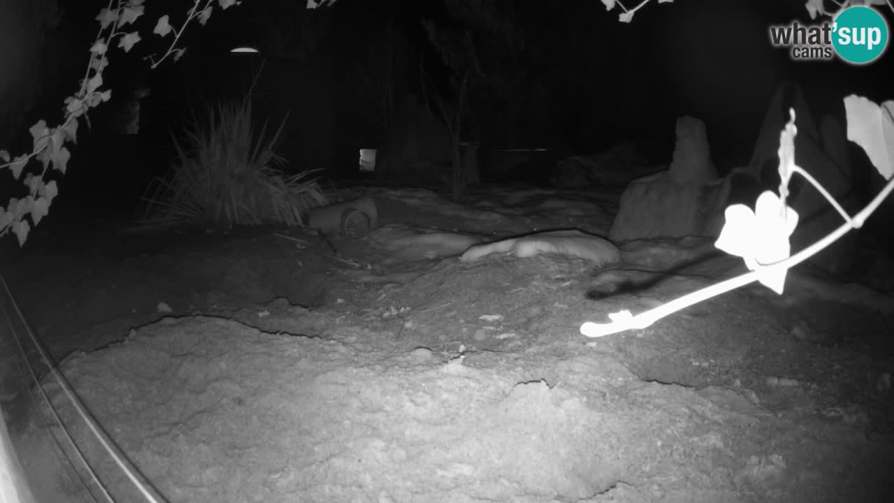 Webcam live Zoo Ljubljana – Suricata