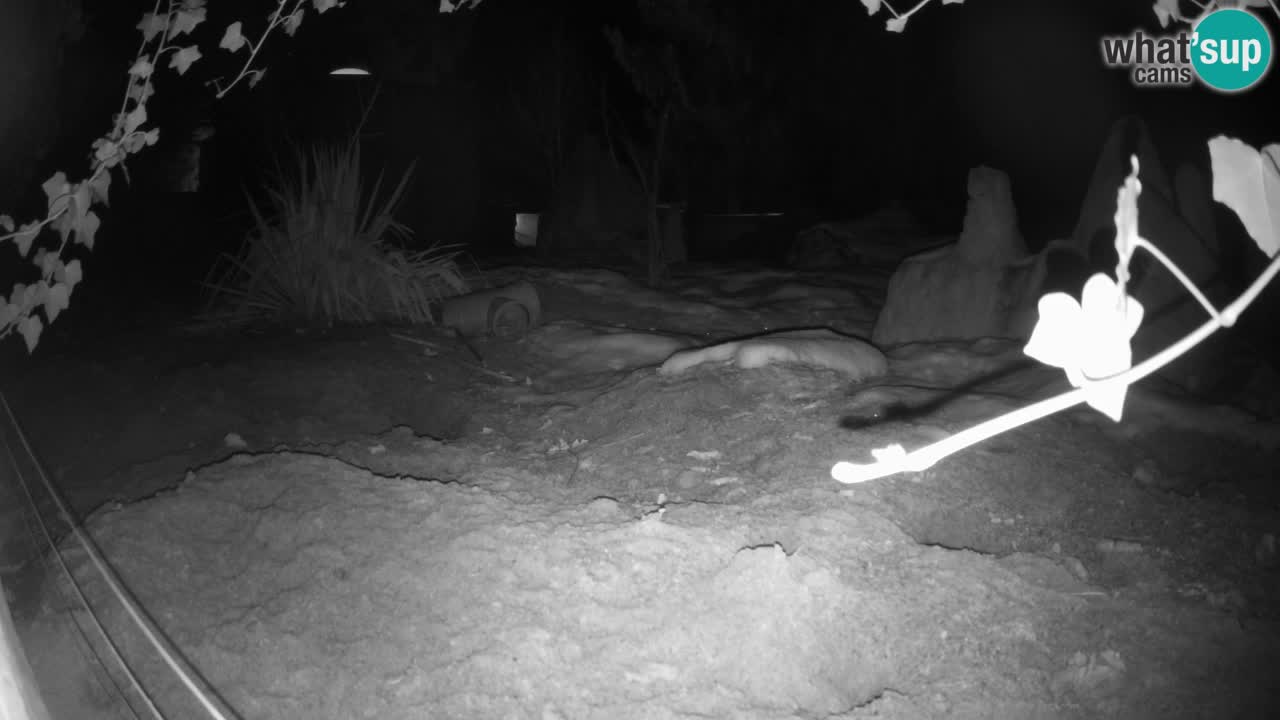 Zoo Ljubljana – Live webcam Meerkat (Suricata)