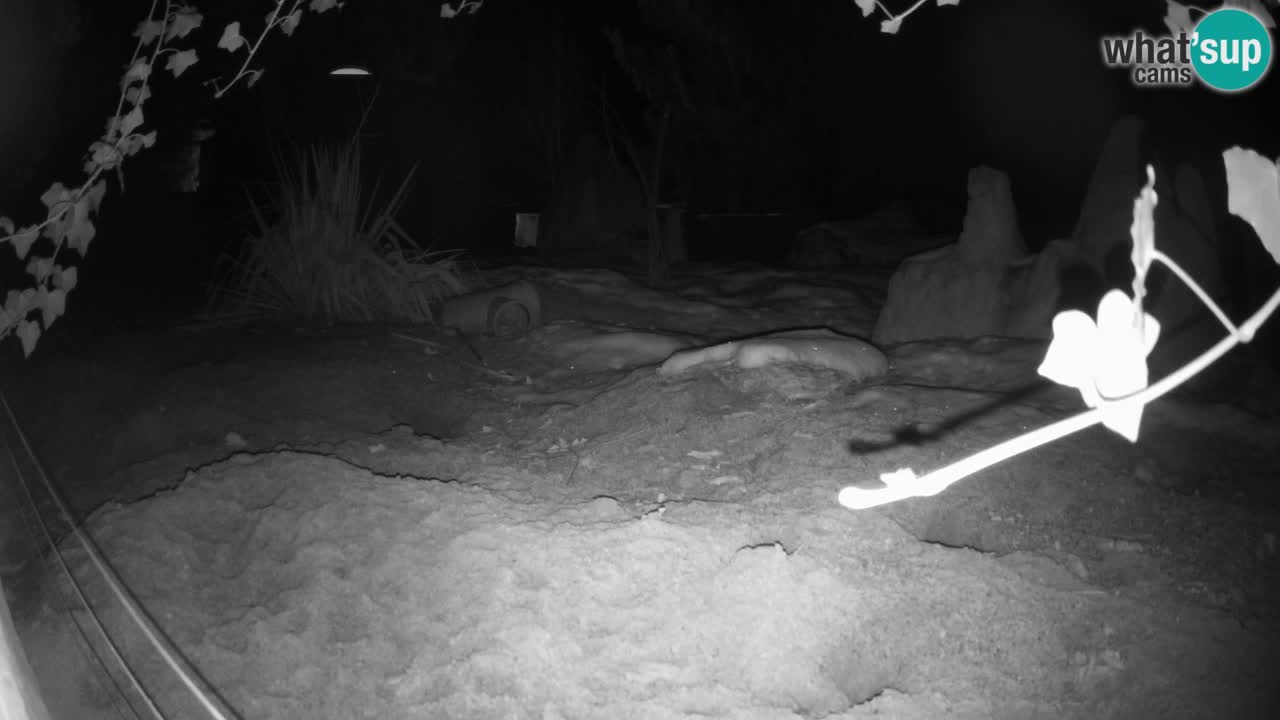 Zoo Ljubljana – Live webcam Meerkat (Suricata)