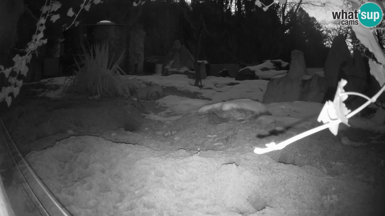 Zoo Ljubljana – Live webcam Meerkat (Suricata)