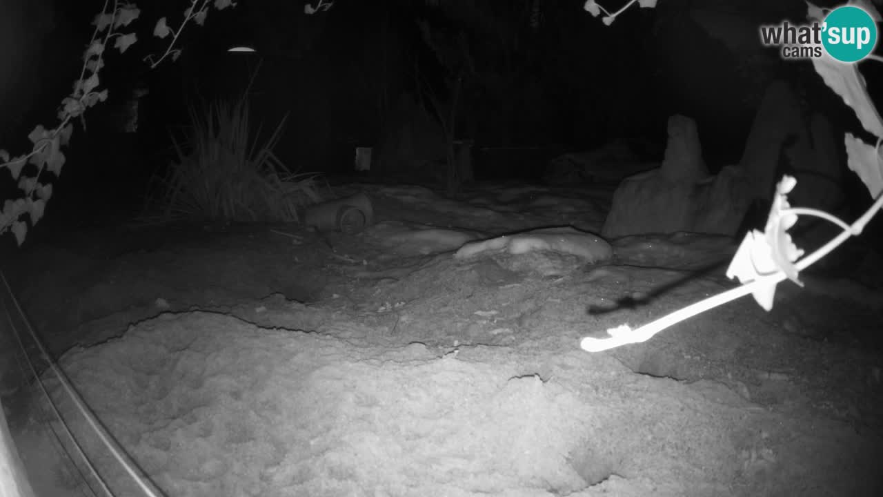 Zoo Ljubljana – Live webcam Meerkat (Suricata)