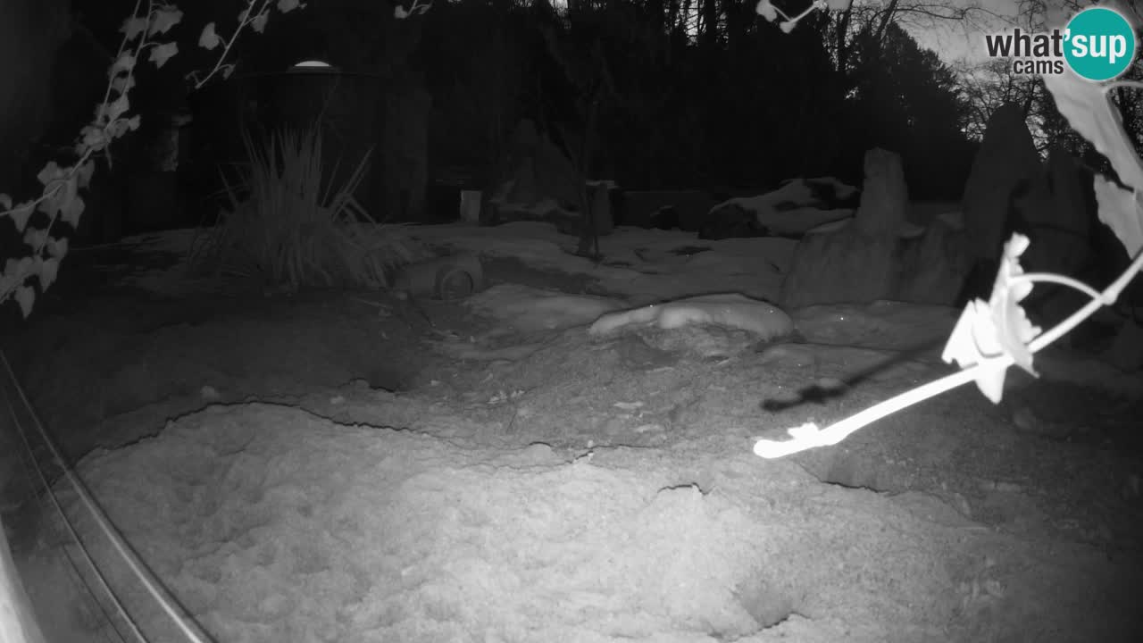 Webcam Zoo Ljubljana – Suricate