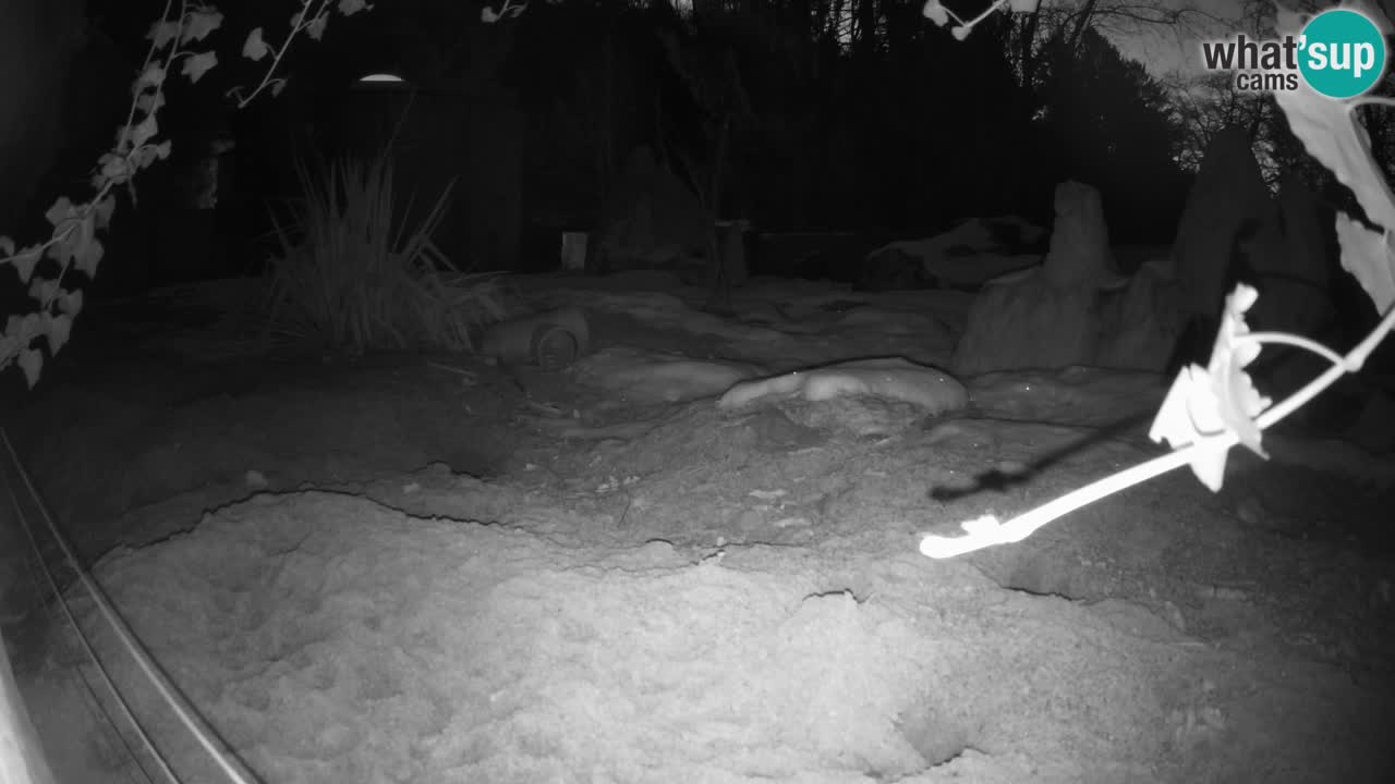 Live cam Zoo Ljubljana – Erdmännchen