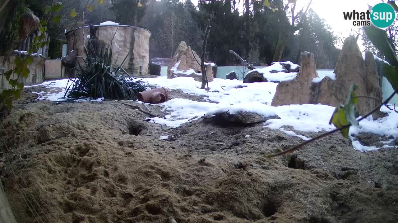 Zoo Ljubljana – Meerkat (Suricata)