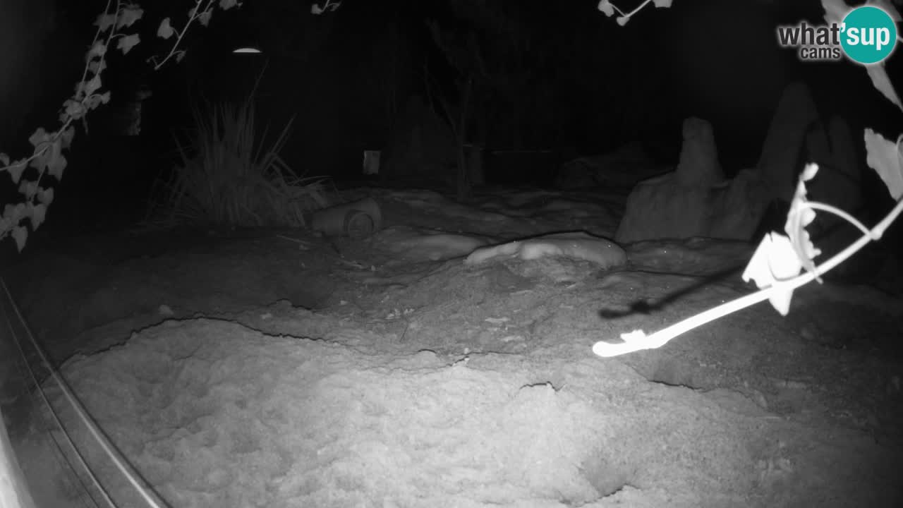 Zoo Ljubljana – Live webcam Meerkat (Suricata)