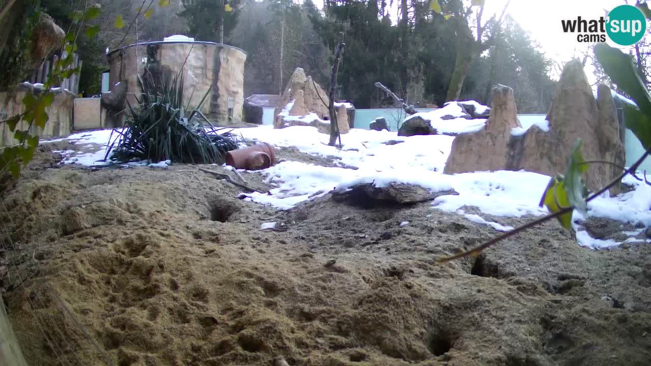 Webcam Zoo Ljubljana – Suricate