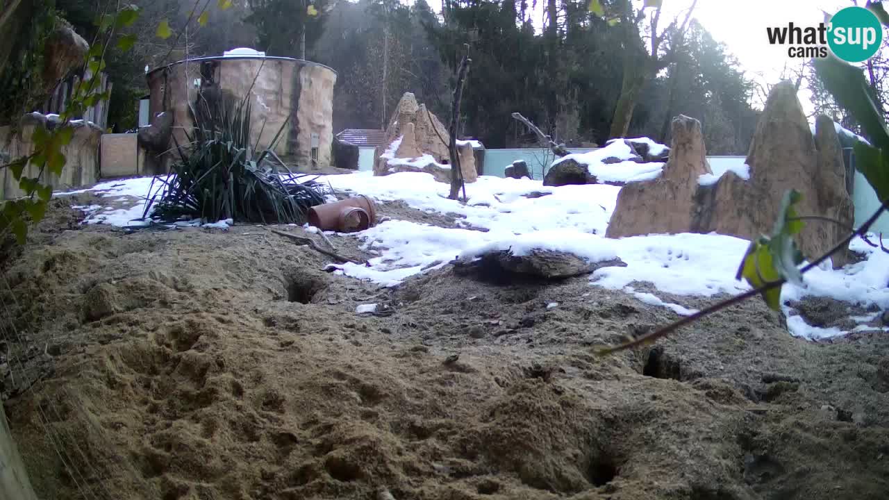 Webcam live Zoo Ljubljana – Suricata