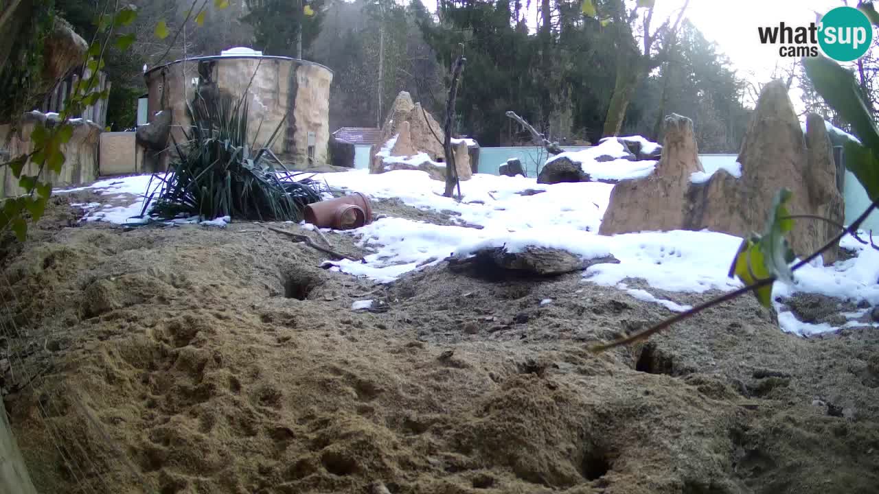 Webcam Zoo Ljubljana – Suricate