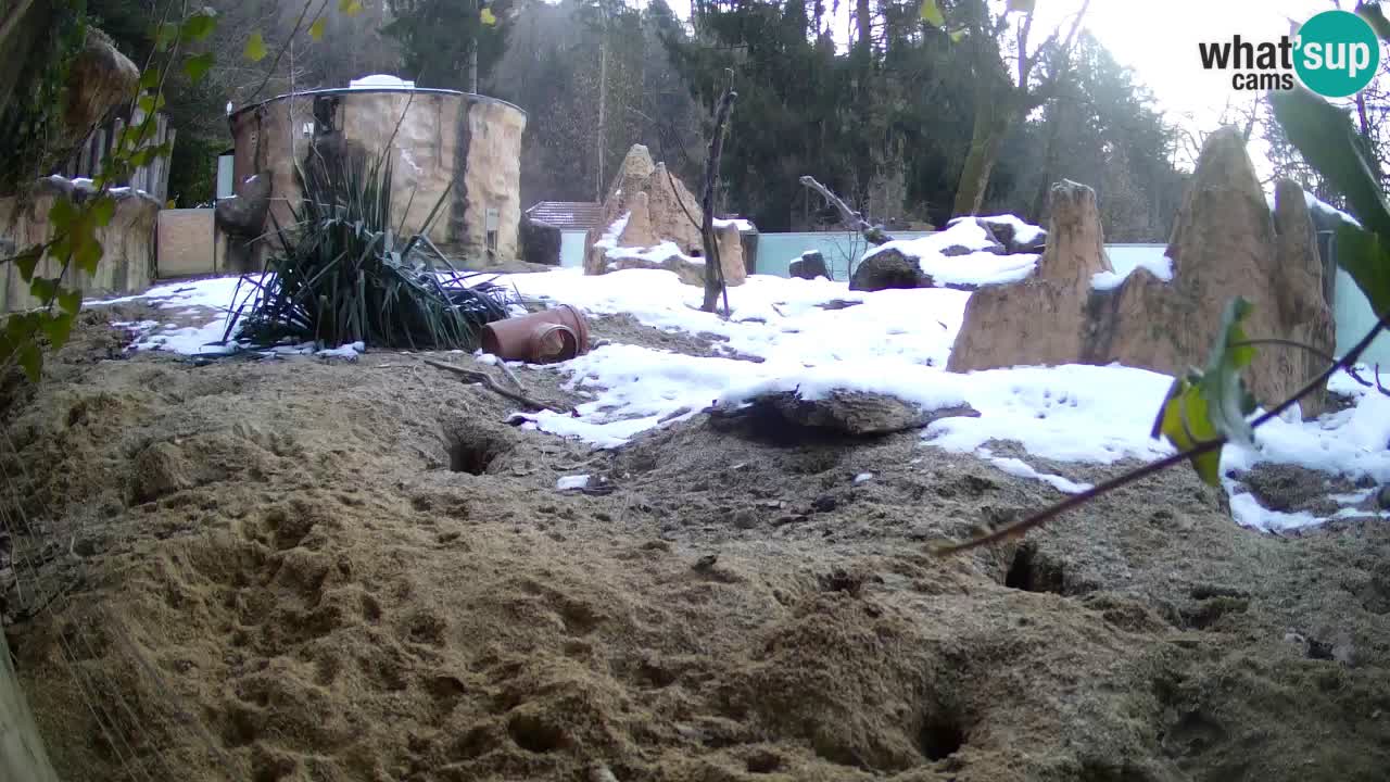 Zoo Ljubljana – Live webcam Meerkat (Suricata)