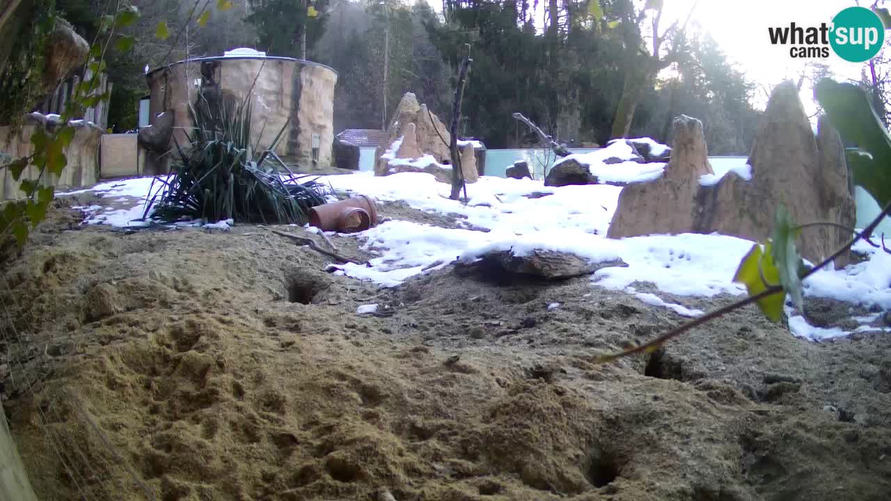 Zoo Ljubljana – Live webcam Meerkat (Suricata)