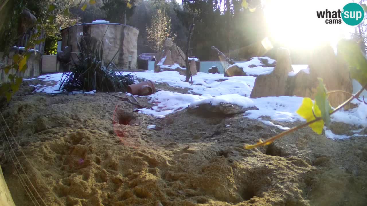 Zoo Ljubljana – Live webcam Meerkat (Suricata)