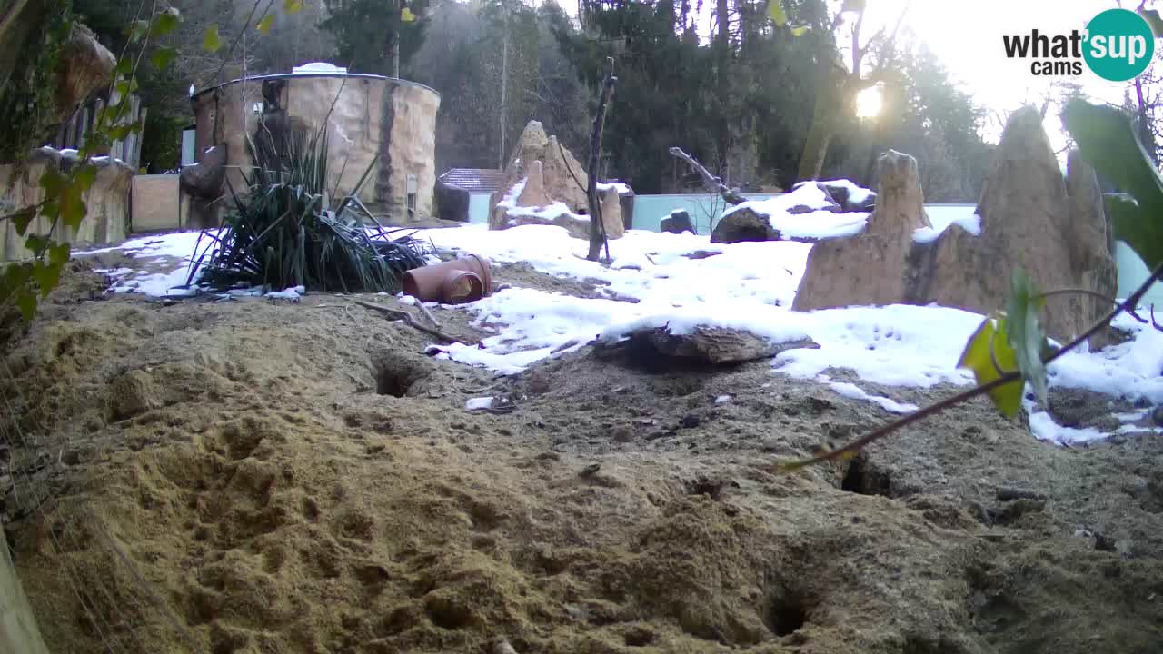 Webcam Zoo Ljubljana – Suricate