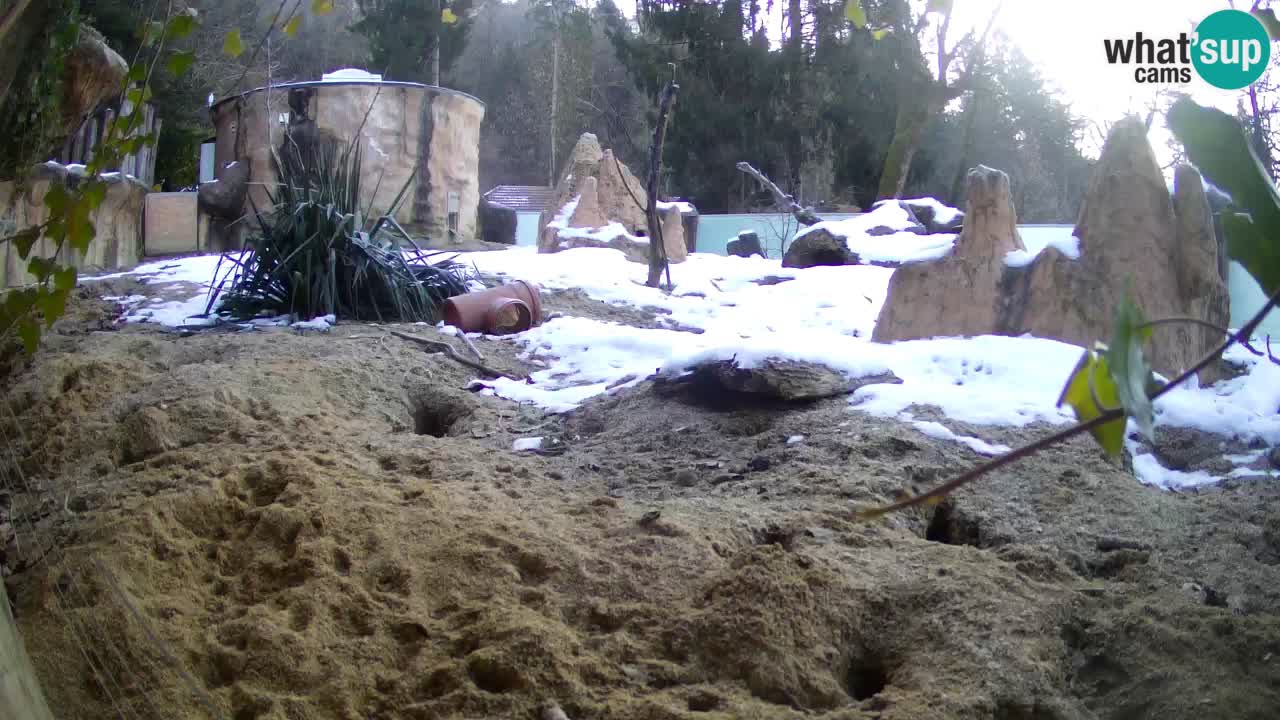 Webcam Zoo Ljubljana – Suricate