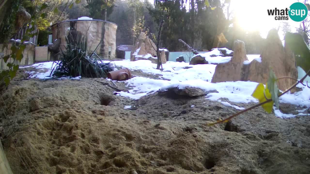 Zoo Ljubljana – Meerkat (Suricata)