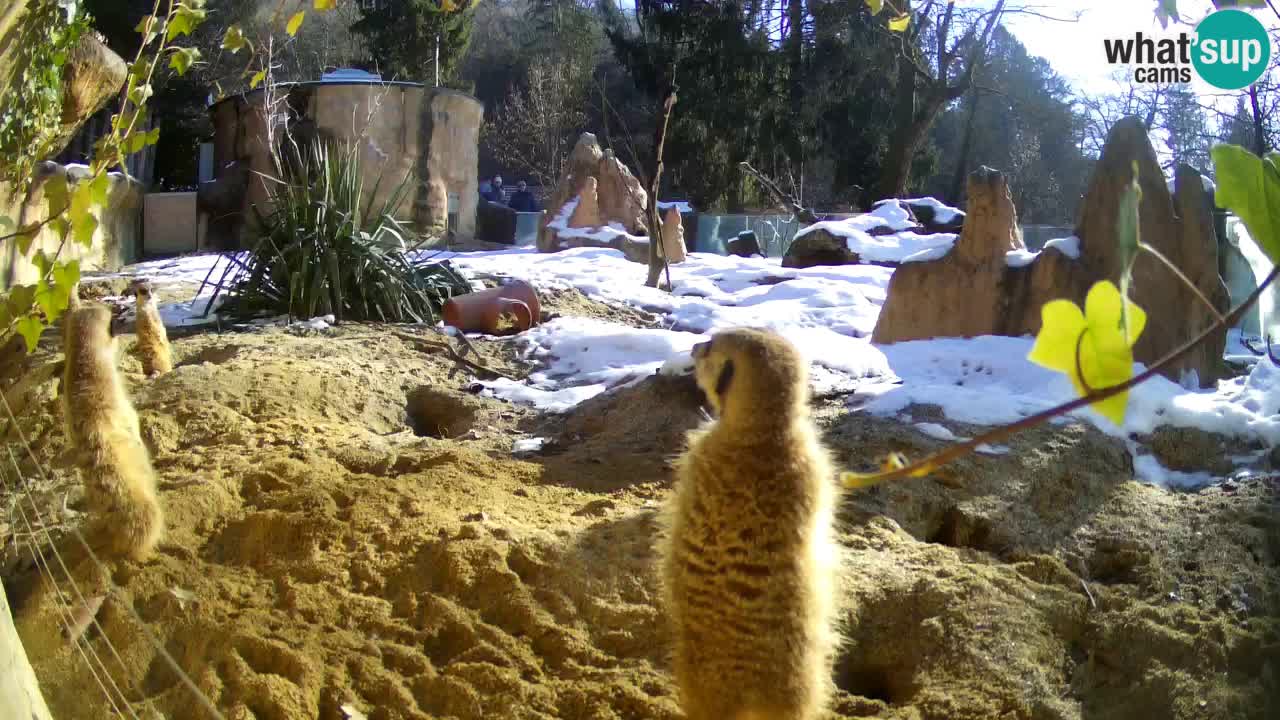 Webcam live Zoo Ljubljana – Suricata