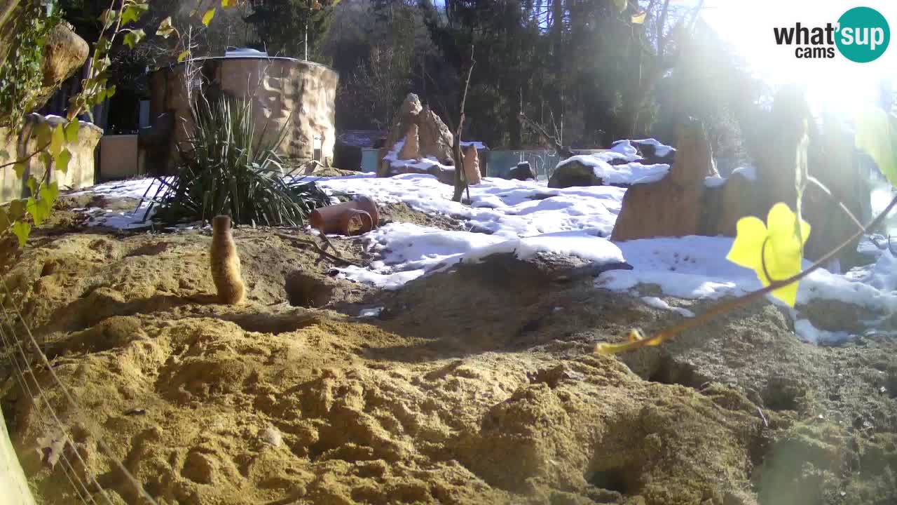 Webcam Zoo Ljubljana – Suricate