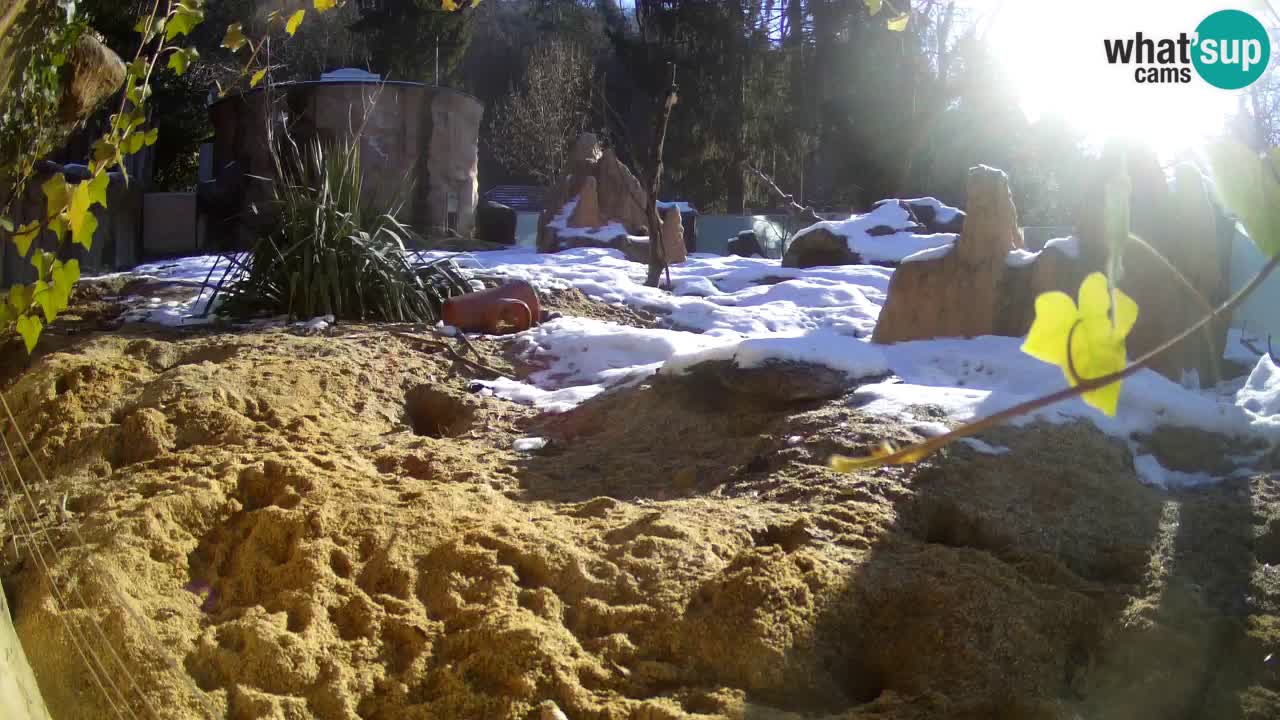 Zoo Ljubljana – Live webcam Meerkat (Suricata)