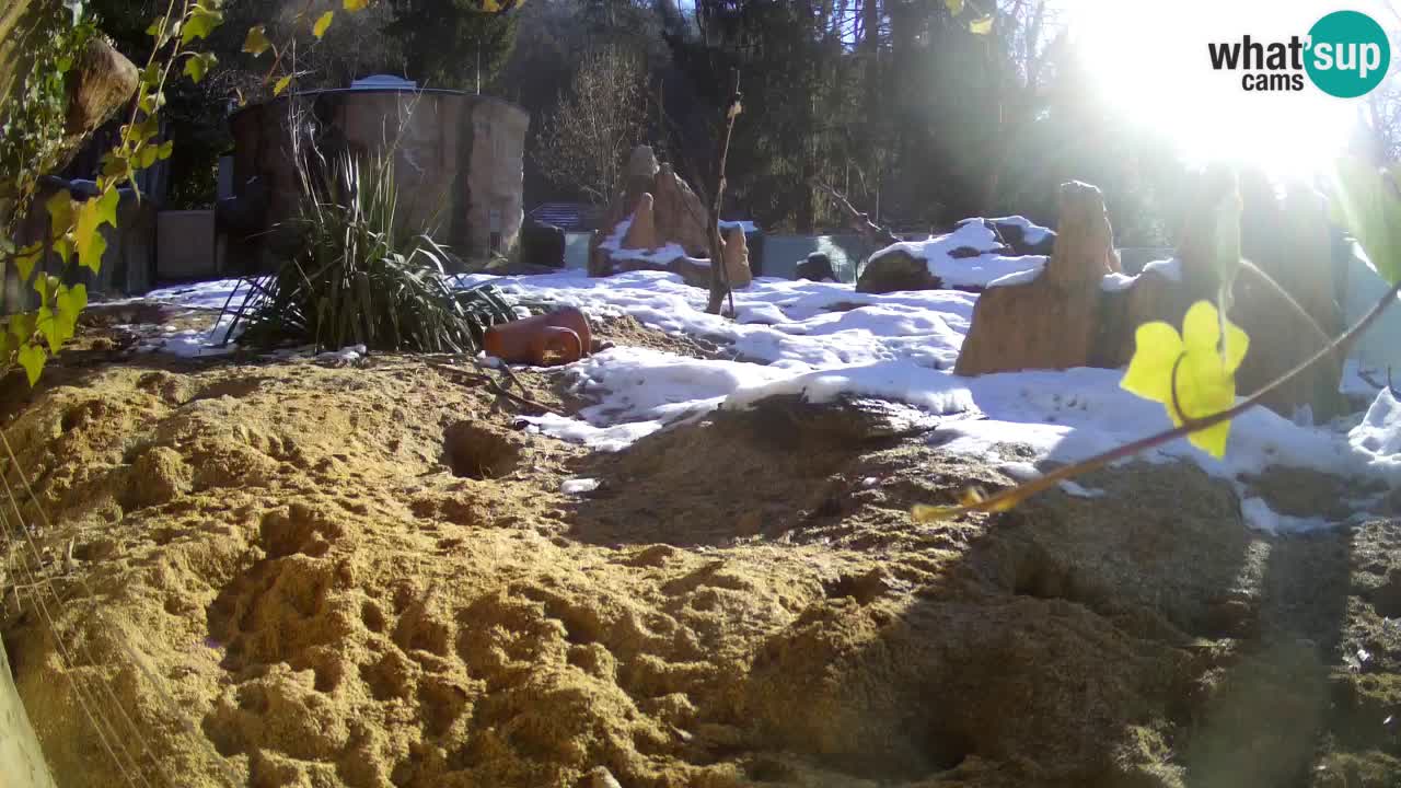 Webcam Zoo Ljubljana – Suricate