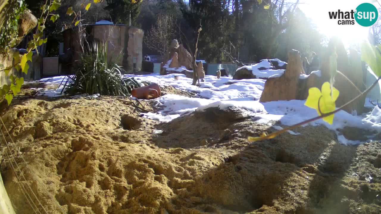 Zoo Ljubljana – Live webcam Meerkat (Suricata)