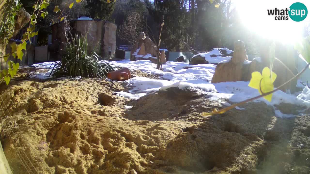 Webcam Zoo Ljubljana – Suricate