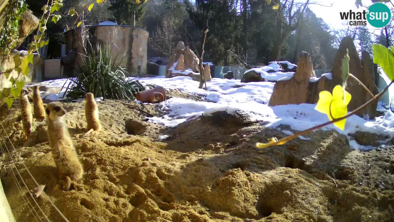 Webcam Zoo Ljubljana – Suricate