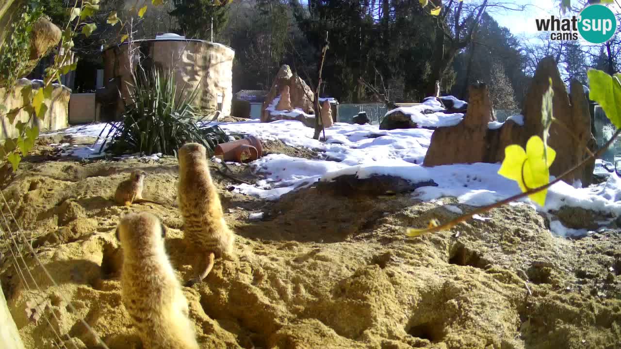 Webcam Zoo Ljubljana – Suricate