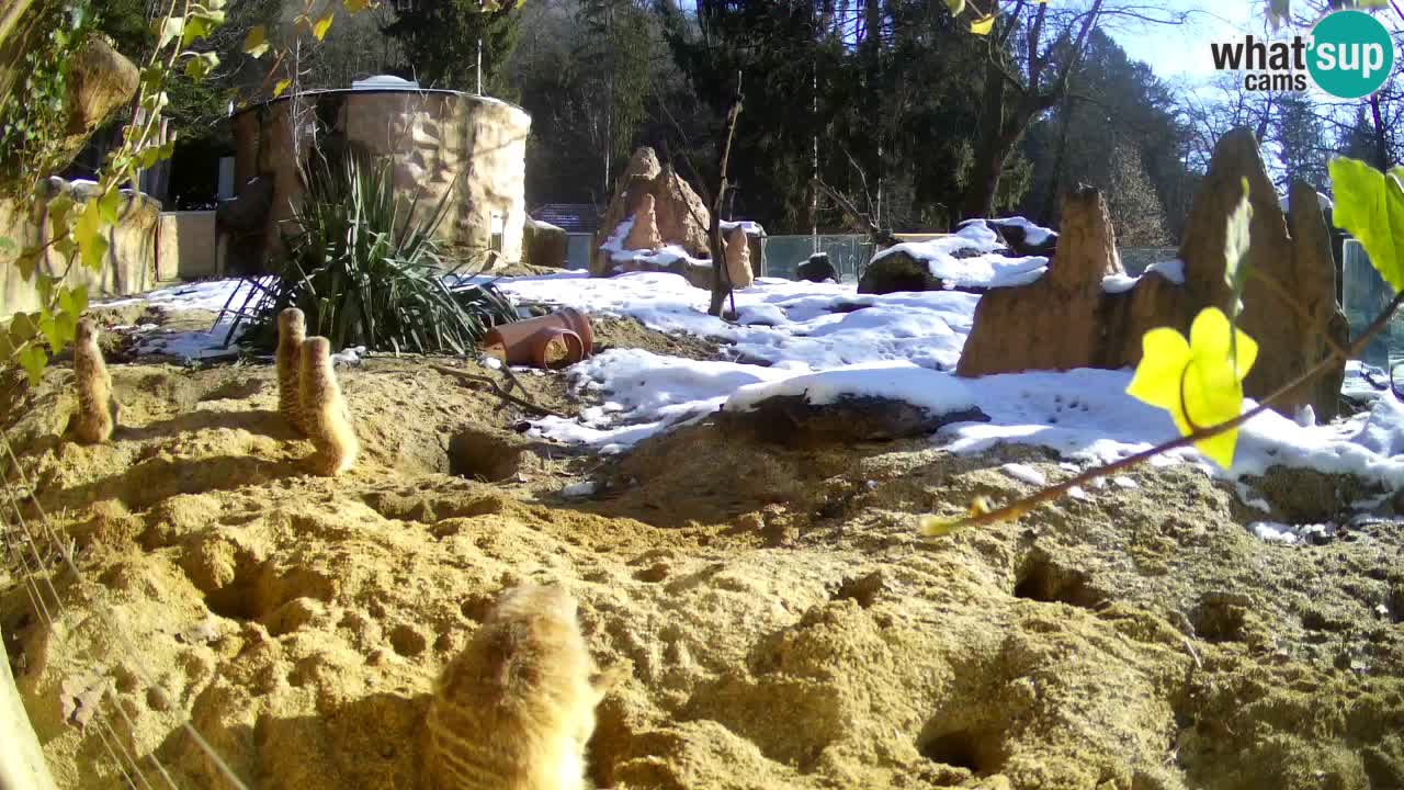 Zoo Ljubljana – Live webcam Meerkat (Suricata)