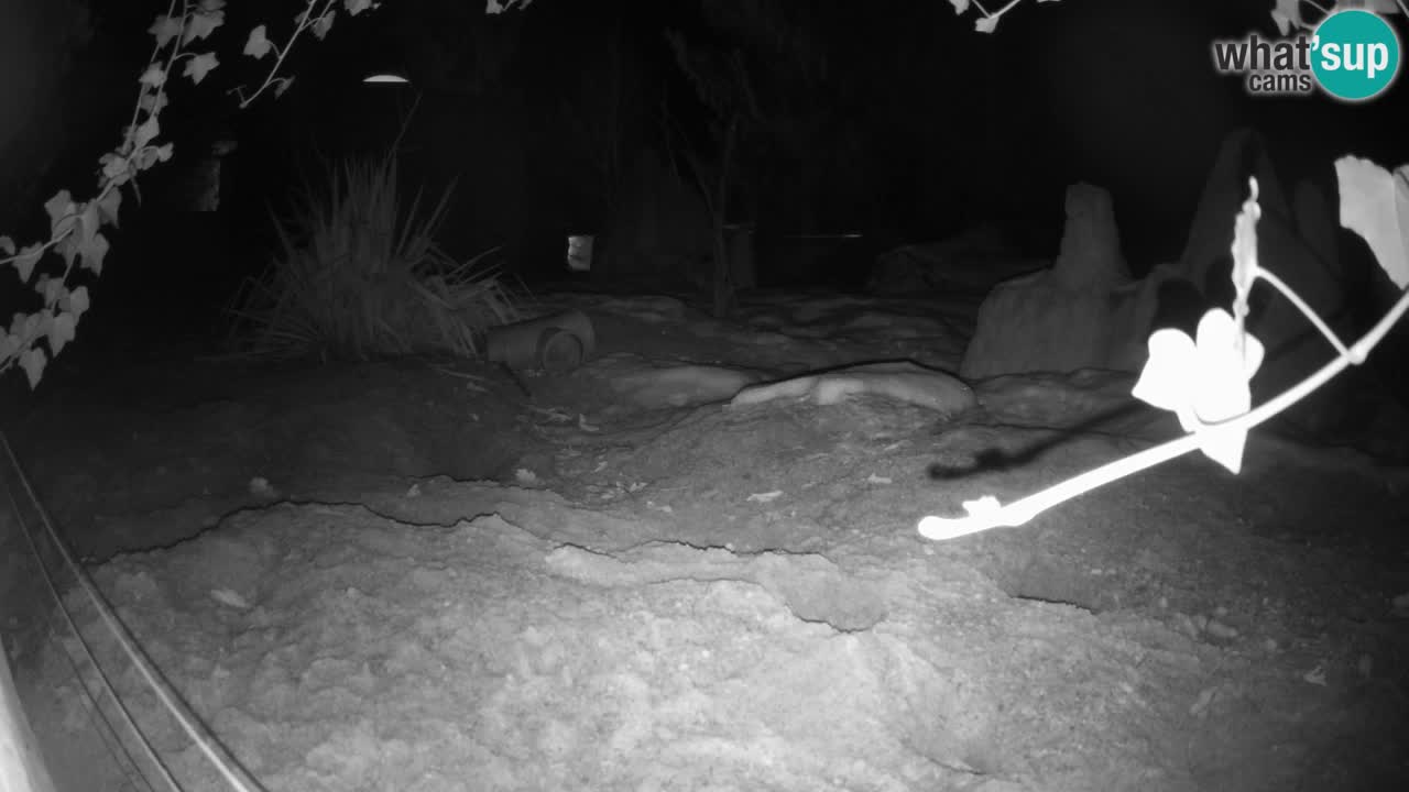 Zoo Ljubljana – Meerkat (Suricata)