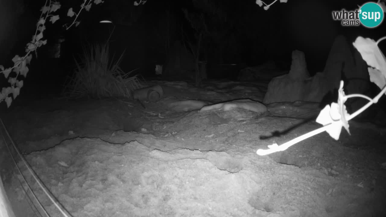 Zoo Ljubljana – Live webcam Meerkat (Suricata)