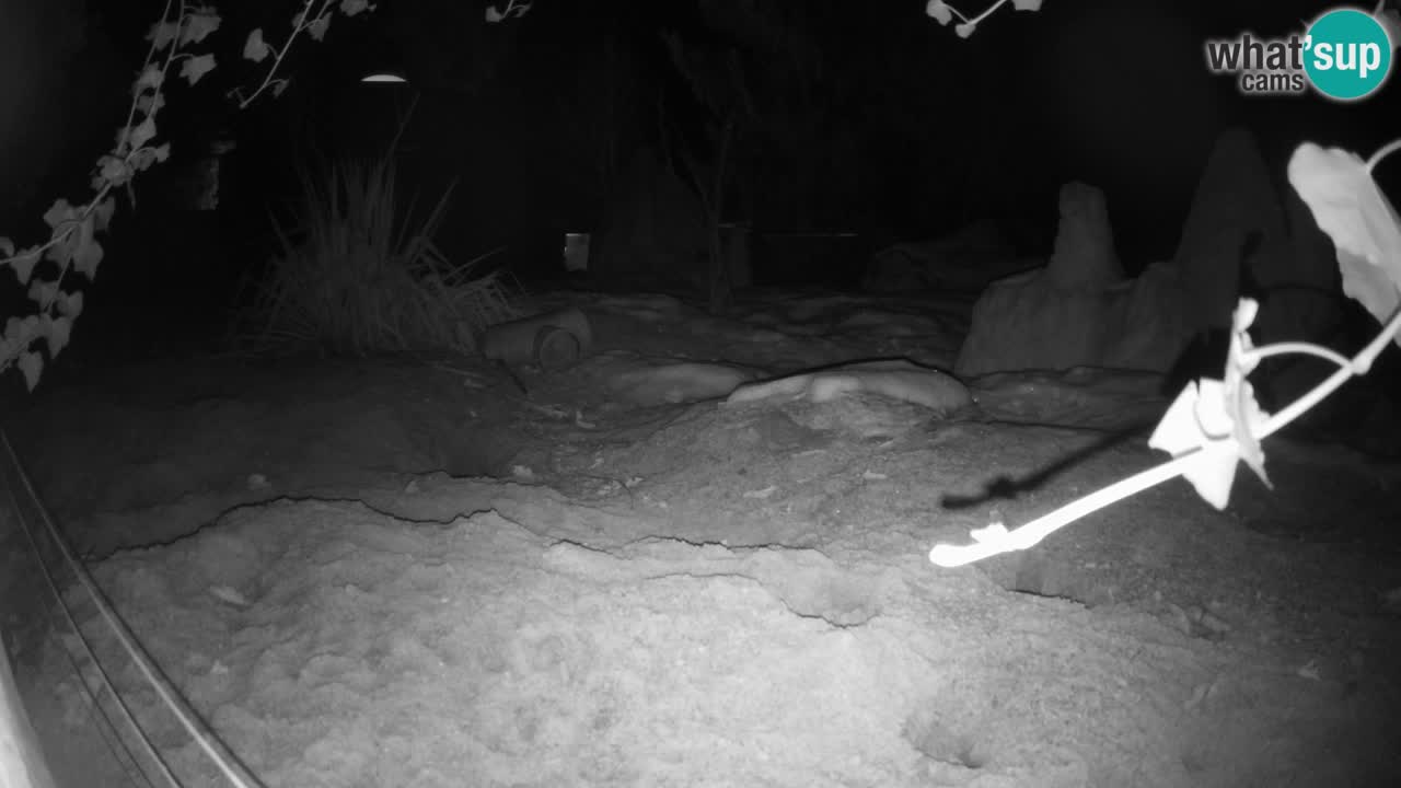 Zoo Ljubljana – Live webcam Meerkat (Suricata)