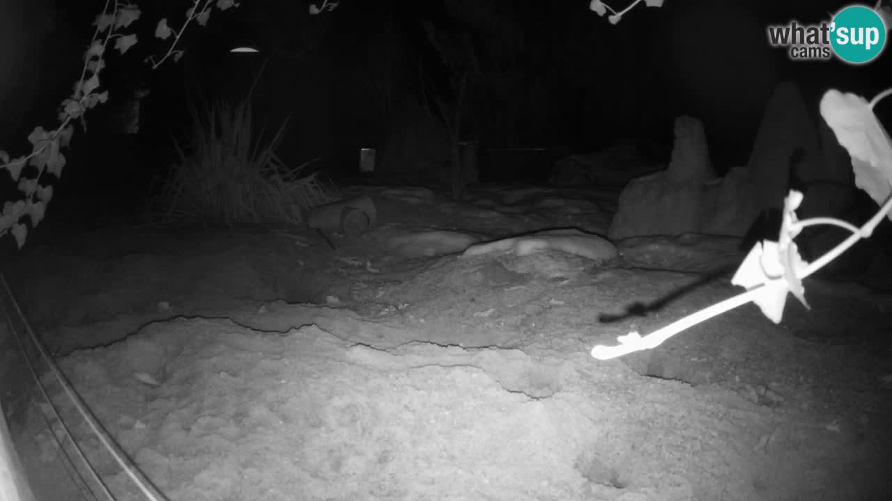 Zoo Ljubljana – Live webcam Meerkat (Suricata)