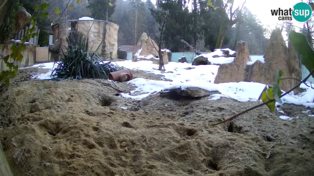 Zoo Ljubljana – Live webcam Meerkat (Suricata)