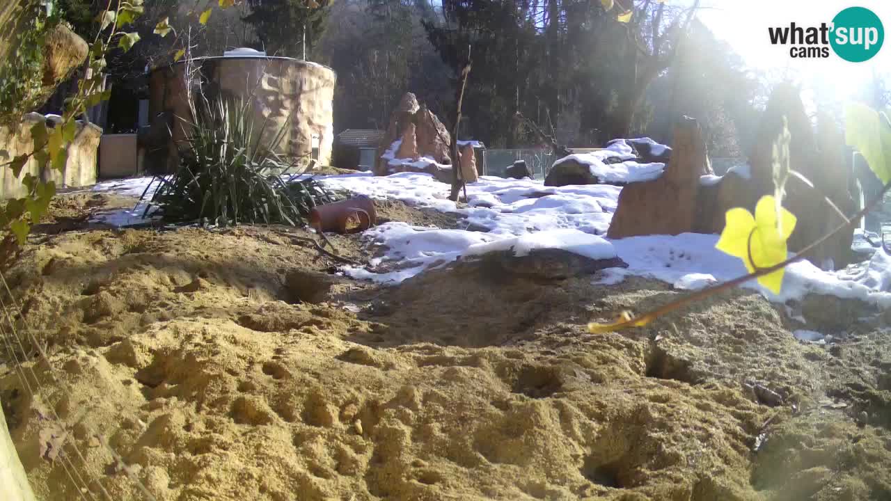 Zoo Ljubljana – Live webcam Meerkat (Suricata)