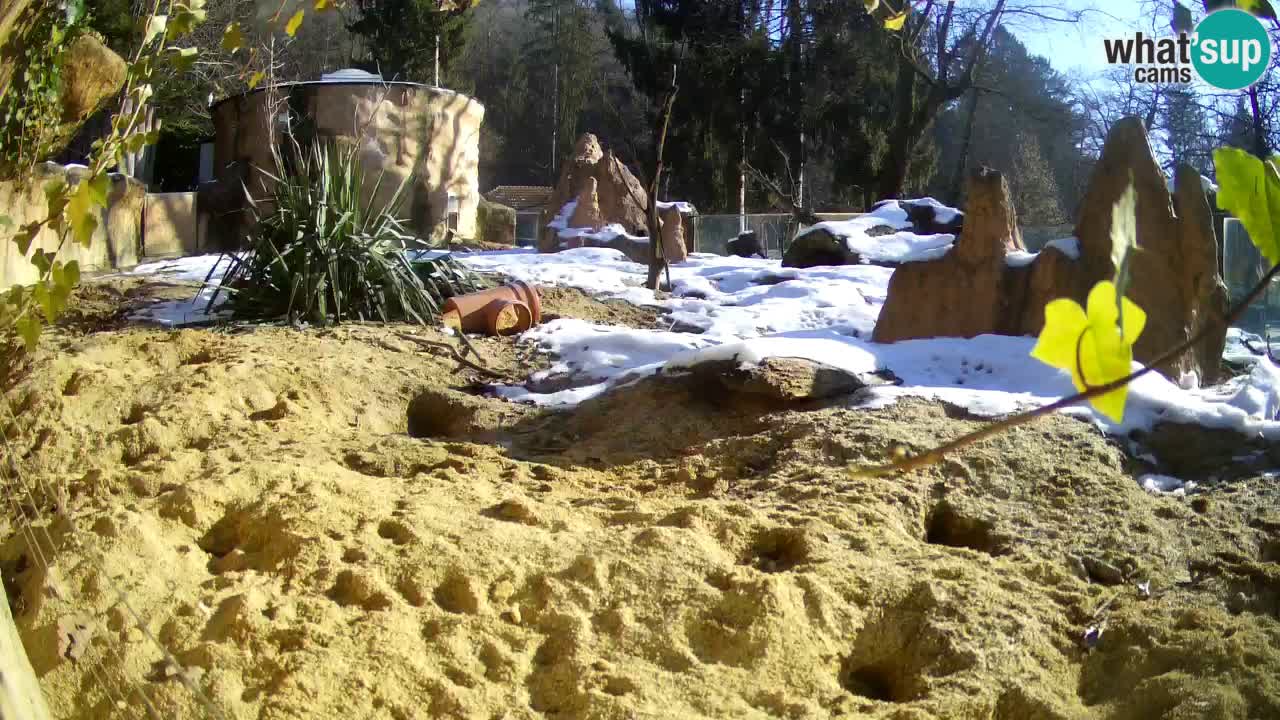 Webcam live Zoo Ljubljana – Suricata