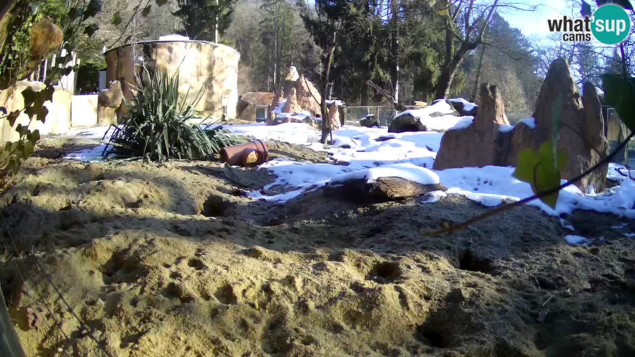 Webcam Zoo Ljubljana – Suricate