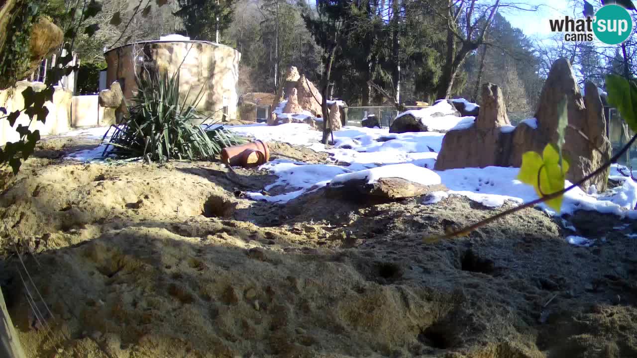 Zoo Ljubljana – Live webcam Meerkat (Suricata)