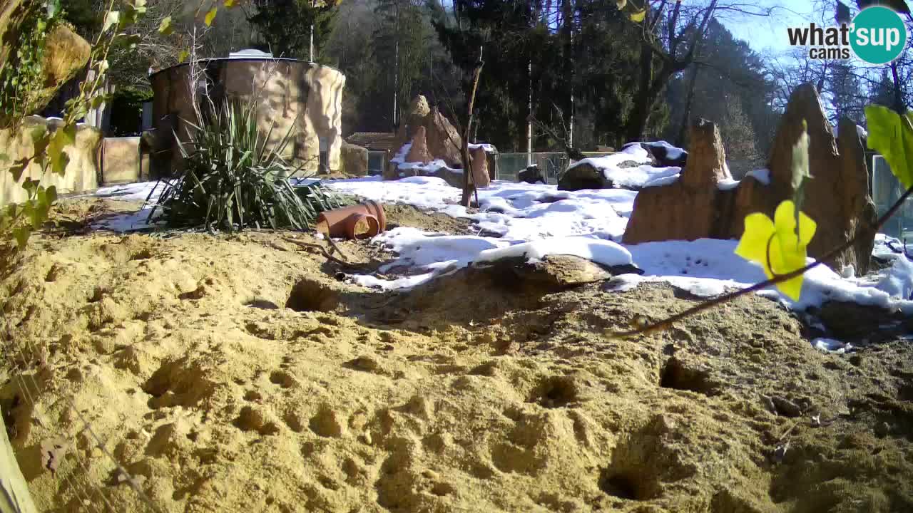 Zoo Ljubljana – Live webcam Meerkat (Suricata)