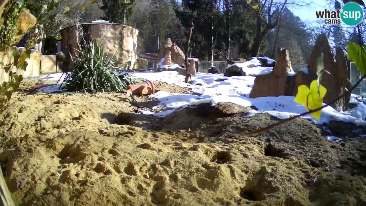 Zoo Ljubljana – Live webcam Meerkat (Suricata)