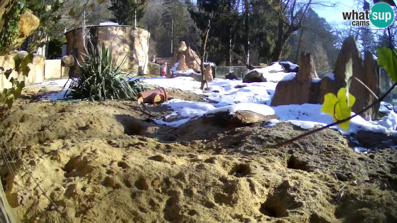 Zoo Ljubljana – Live webcam Meerkat (Suricata)