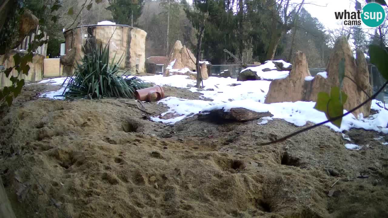 Zoo Ljubljana – Live webcam Meerkat (Suricata)