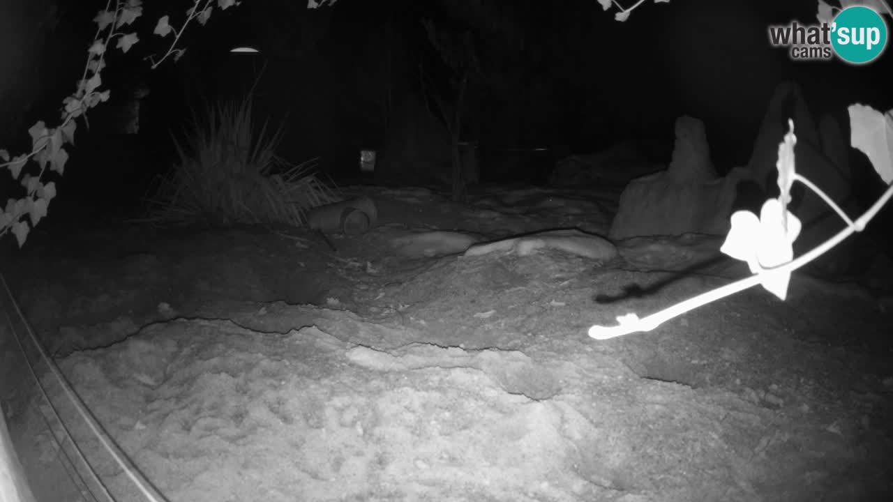 Zoo Ljubljana – Live webcam Meerkat (Suricata)