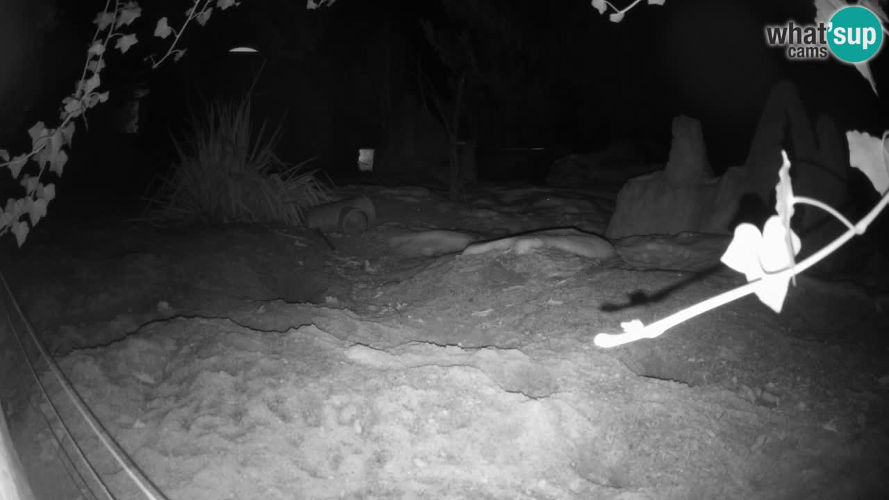 Zoo Ljubljana – Live webcam Meerkat (Suricata)