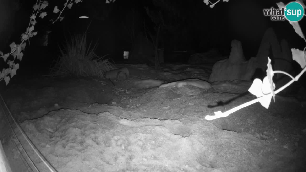 Zoo Ljubljana – Live webcam Meerkat (Suricata)