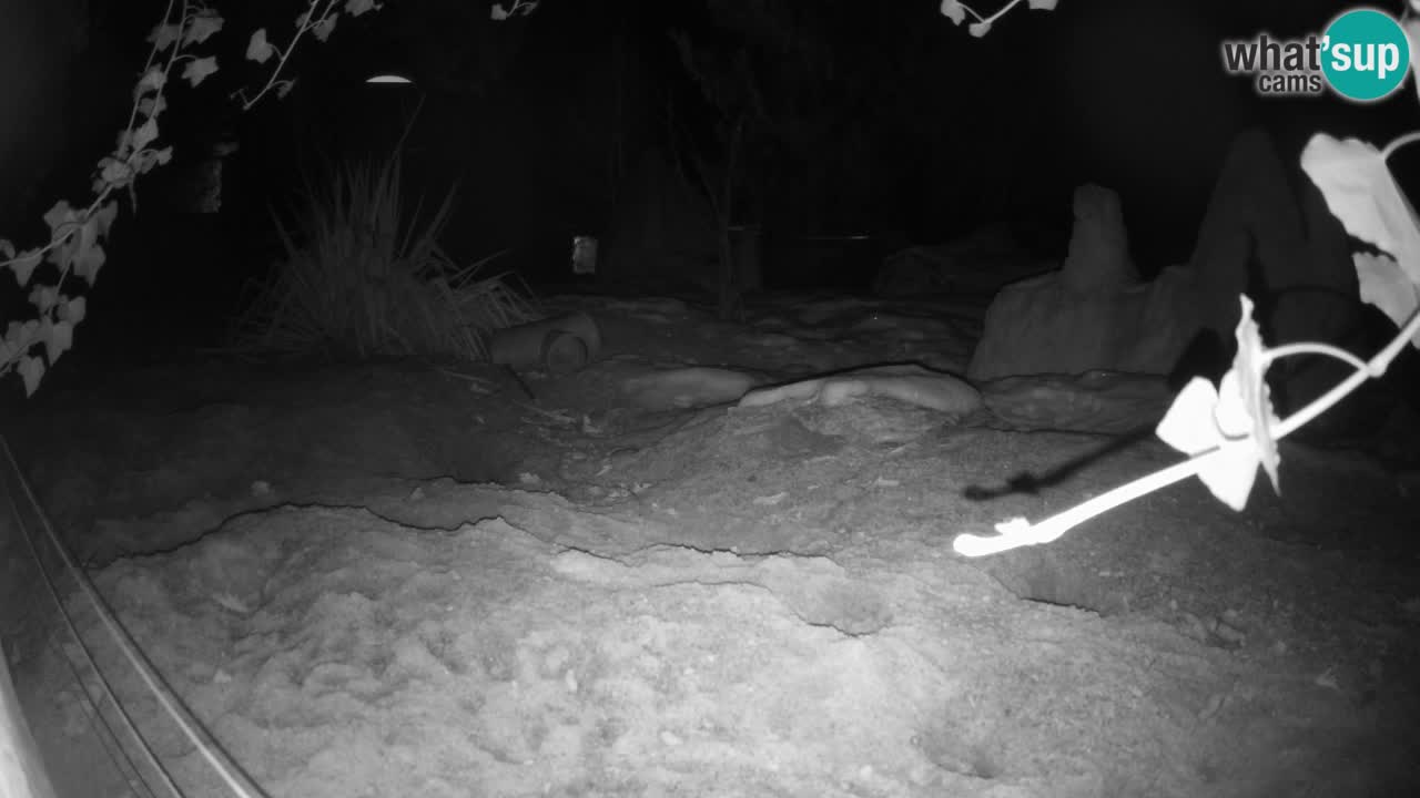 Zoo Ljubljana – Live webcam Meerkat (Suricata)