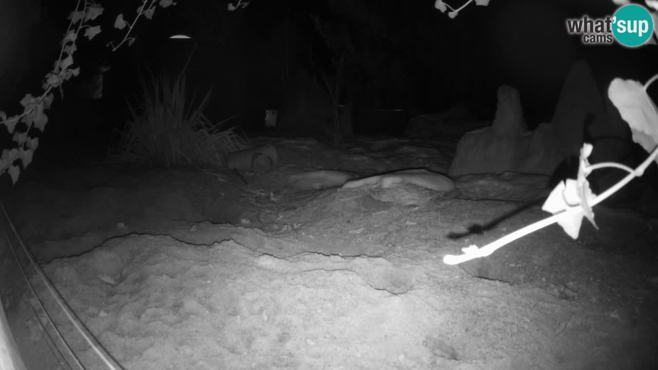 Zoo Ljubljana – Live webcam Meerkat (Suricata)