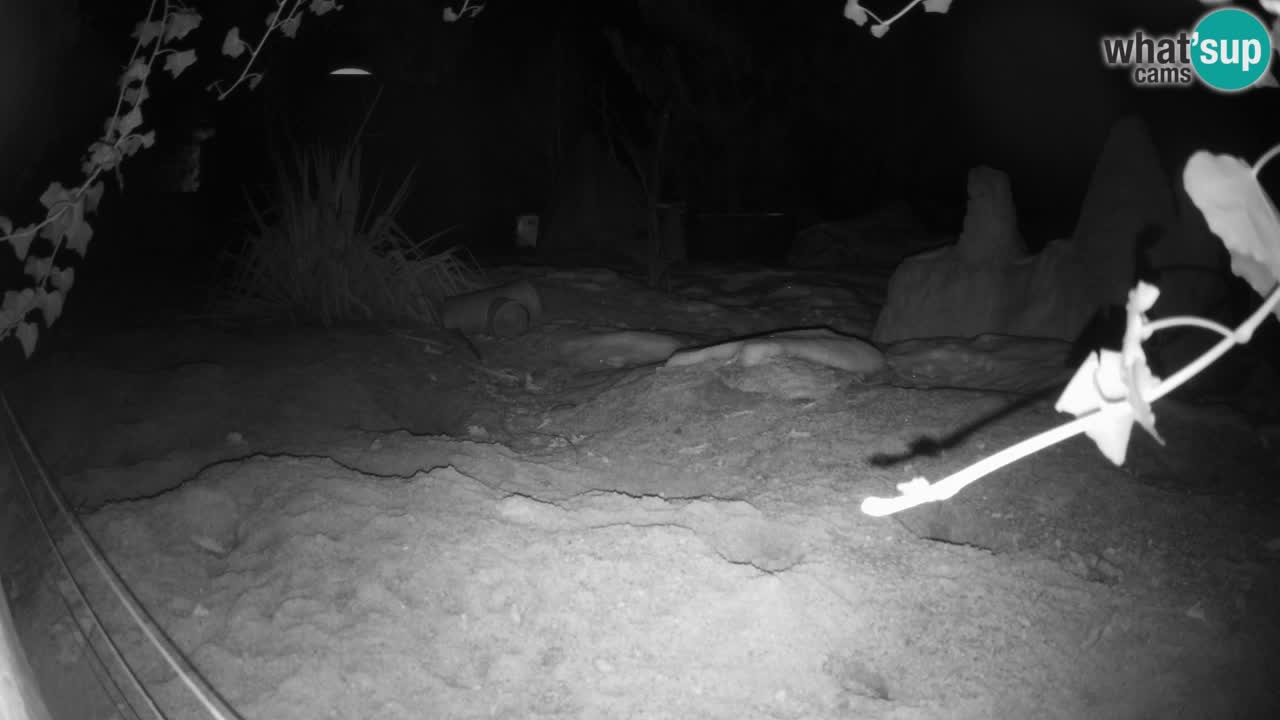 Zoo Ljubljana – Live webcam Meerkat (Suricata)