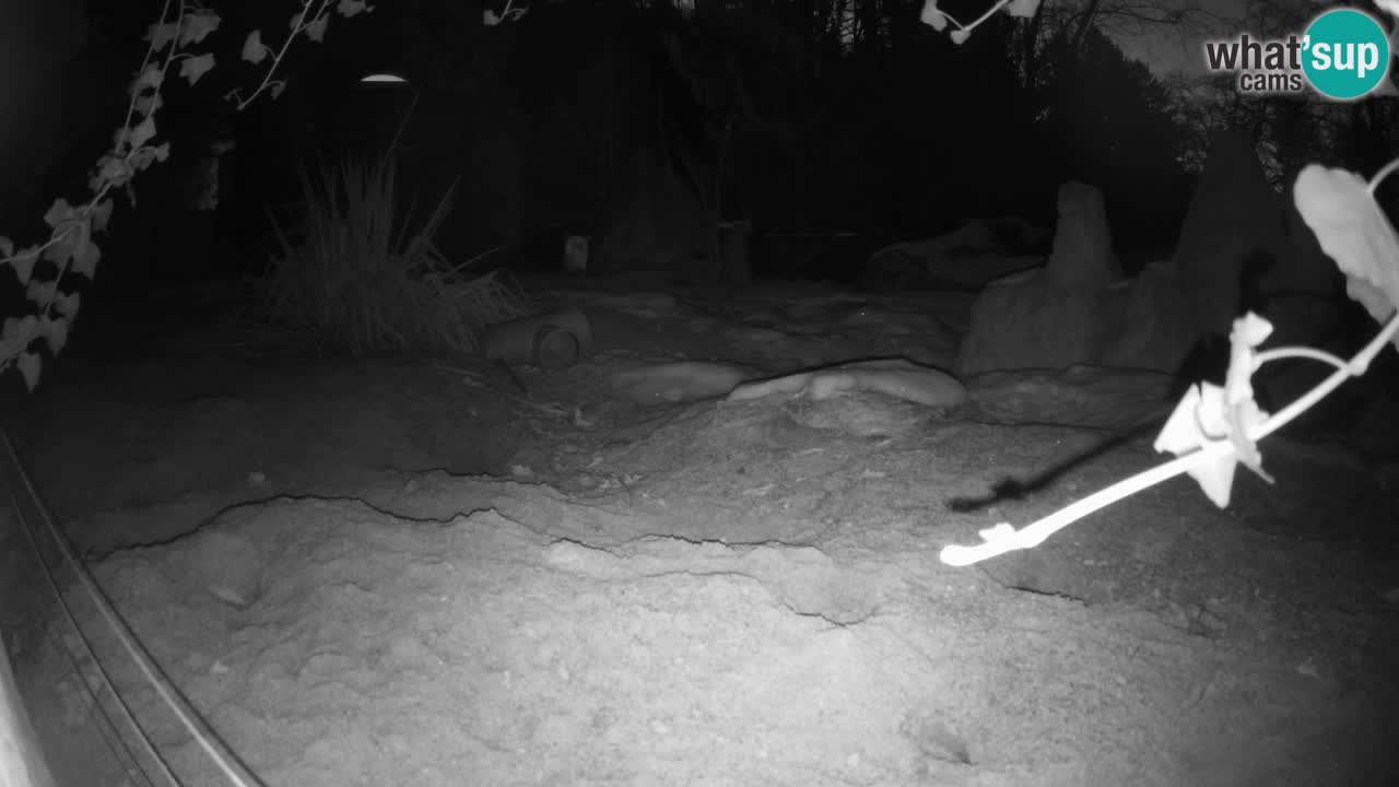 Zoo Ljubljana – Live webcam Meerkat (Suricata)