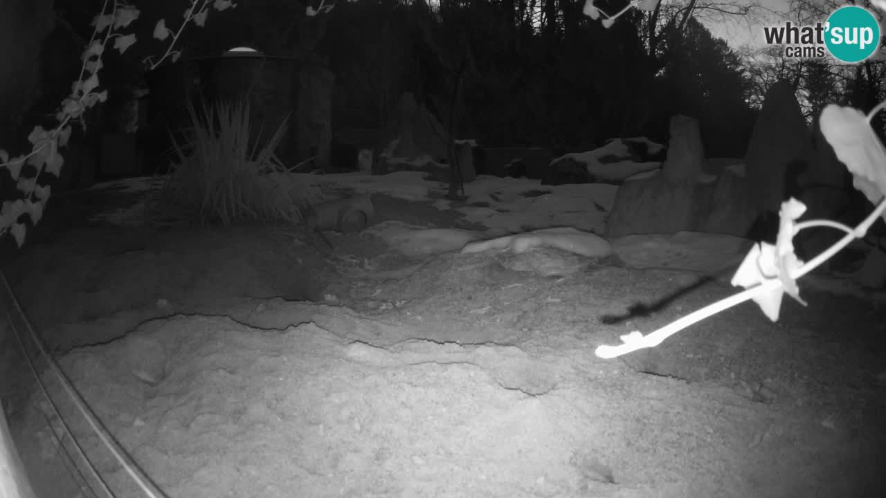 Zoo Ljubljana – Live webcam Meerkat (Suricata)